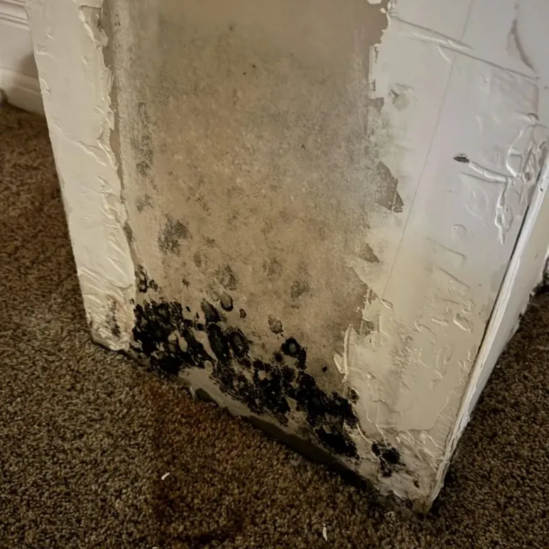 Professional Mold Removal in Oneida, TN